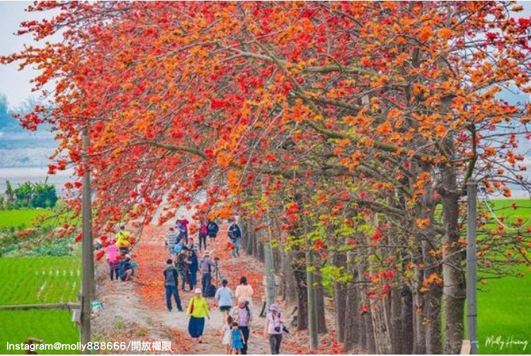 「彰化竹塘木棉花道」是在地人的私房景點。 圖：翻攝自instagram molly888666／開放權限