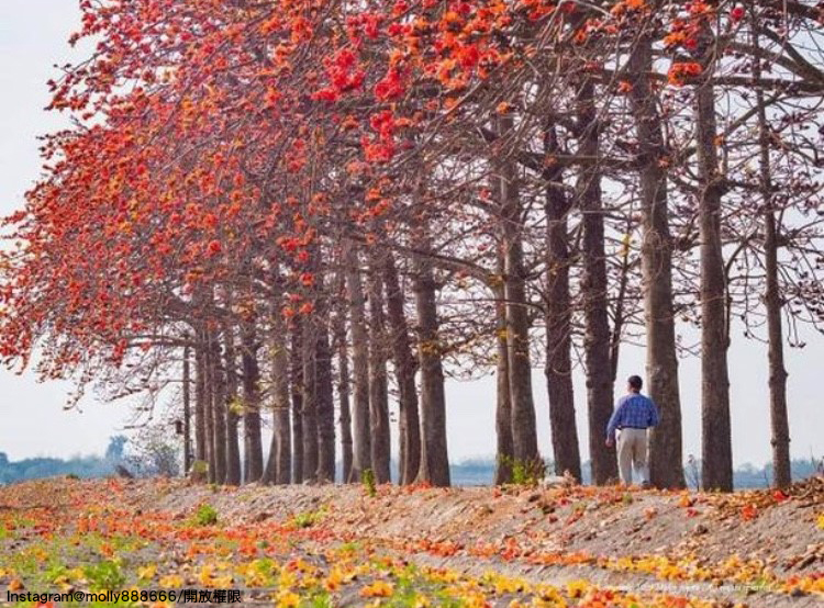 「彰化竹塘木棉花道」漫天橘紅的木棉花景，真的超浪漫。 圖：翻攝自instagram molly888666／開放權限