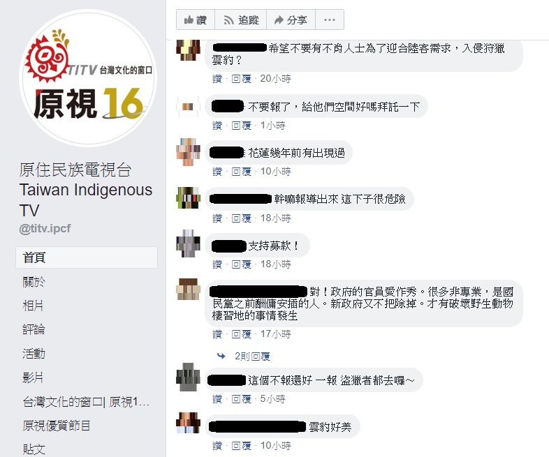 台灣雲豹驚傳現蹤台東阿朗壹山區，有網友對此感到高興，不過也有不少人擔憂，經過大肆報導後，恐將對棲地造成影響。 圖：翻攝自原住民族電視台臉書