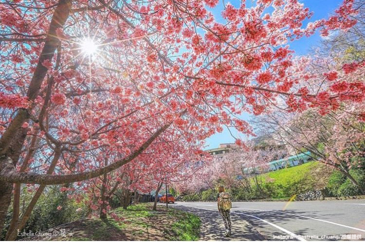 武陵農場特有的「紅粉佳人」櫻花，將於228連假期間滿開囉！ 圖：翻攝自instagram estrella_chuang／開放權限