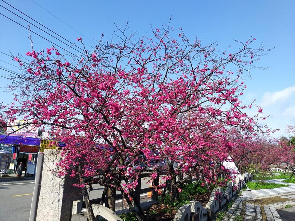 后里泰安派出所旁安眉路沿線 200 公尺內種植了近百株桃紅喜氣的八重櫻，廣受民眾歡迎，年年都有數十萬遊客湧入。 圖：台中市政府觀光旅遊局／提供