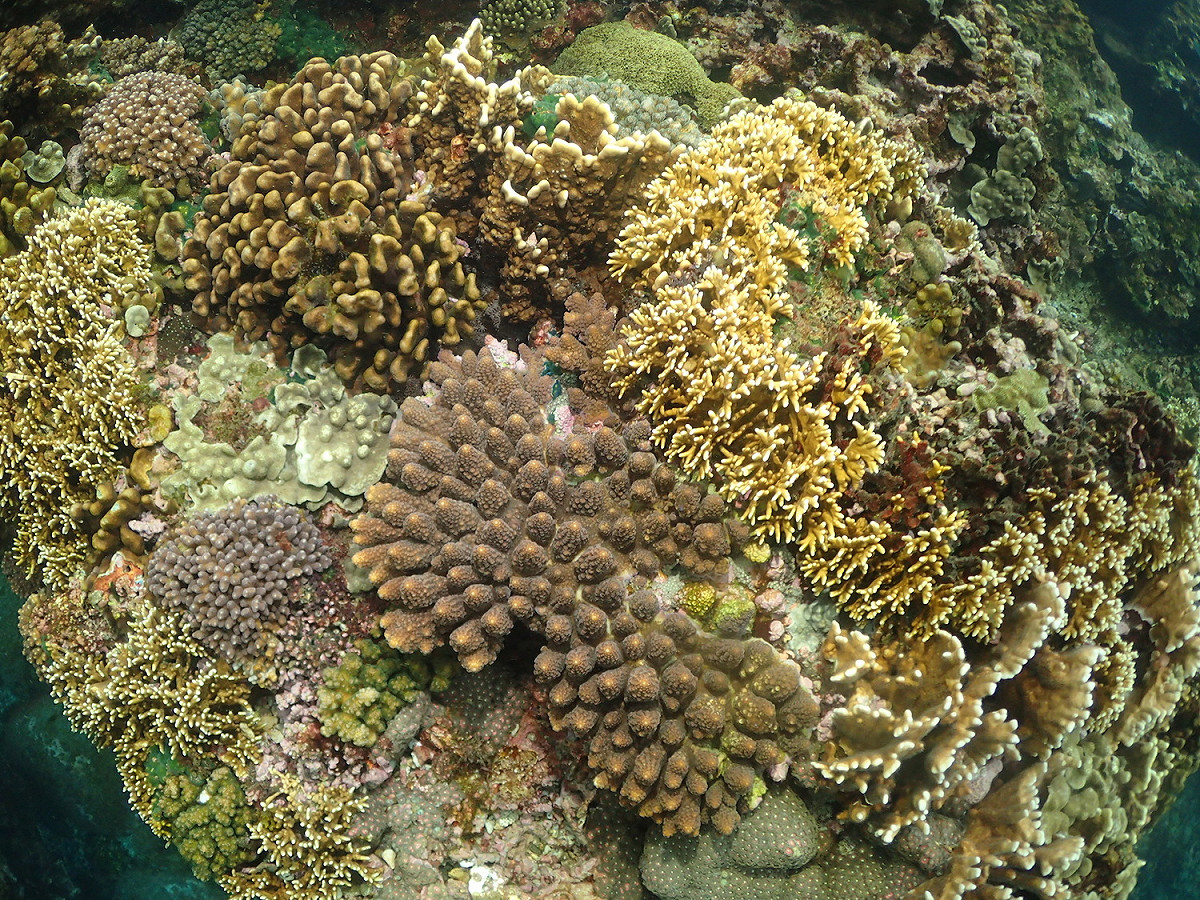 台東基翬海岸珊瑚物種多樣。 圖：中研院生物多樣研究中心研究員陳昭倫／提供