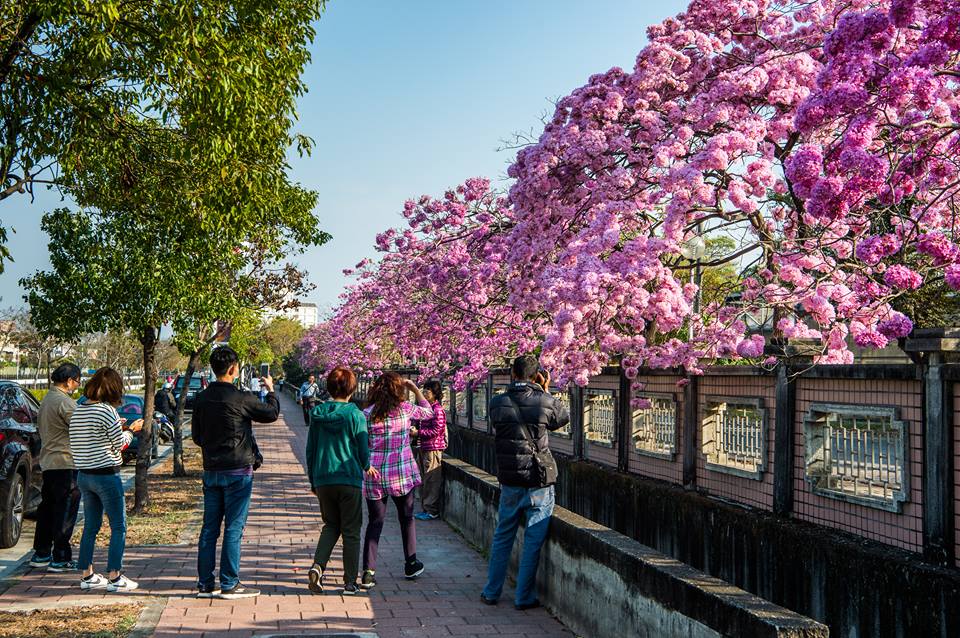 嘉義市特殊學校旁洋紅風鈴木今年大噴發，吸引全台許多網友前來賞花拍照。 圖：攝影師洪年宏/提供