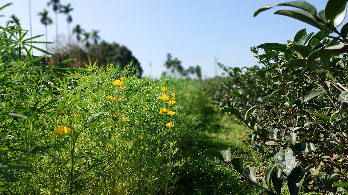 冬季茶樹休眠期間種植魯冰花作為綠肥作物。 圖：農委會／提供