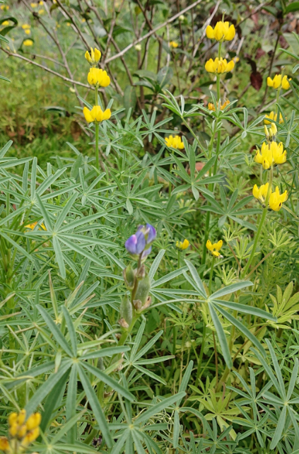 最常見的黃花魯冰。 圖：農委會／提供