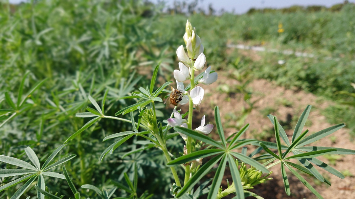 白花魯冰。 圖：農委會／提供