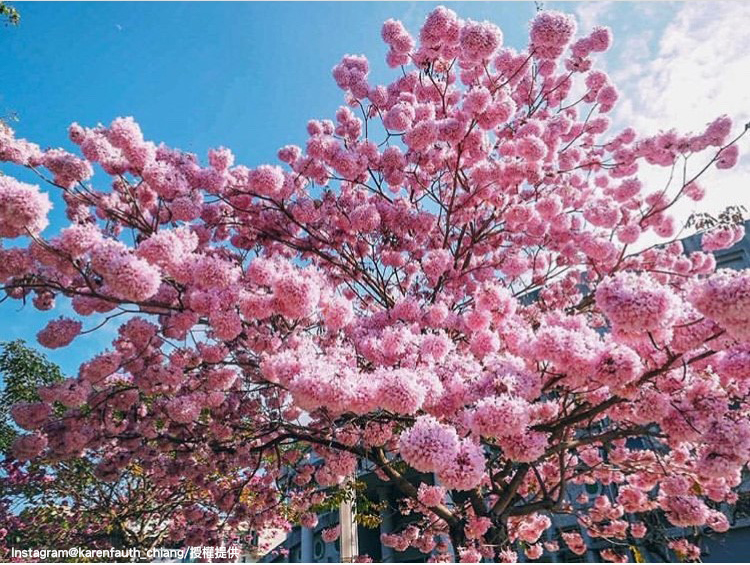 「南投縣草屯鎮立體育館」的洋紅風鈴木景色相當迷人！ 圖：翻攝自instagram karenfaith_chiang /開放權限
