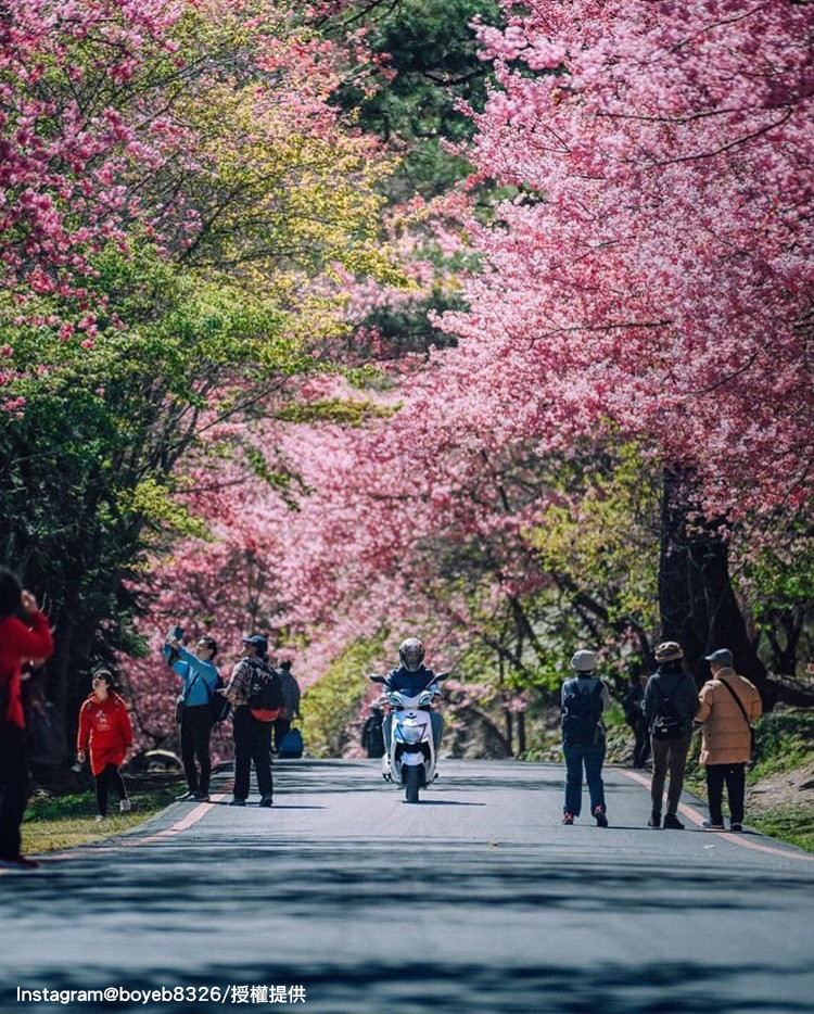 「武陵農場」的紅粉櫻花已經盛開囉！ 圖：翻攝自instagram boyeb8326 /開放權限