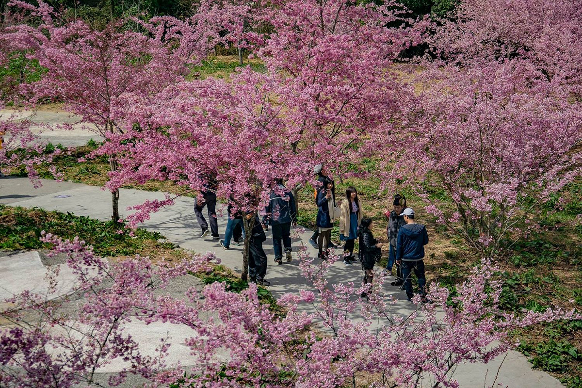 福壽山農場千櫻園開放時間為上午七點至下午五點哦！ 圖：取自福壽山農場粉絲團臉書粉絲專頁