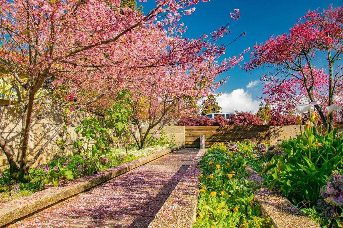 福壽山農場的千櫻園，不需要門票就可以參觀哦！ 圖：取自福壽山農場粉絲團臉書粉絲專頁
