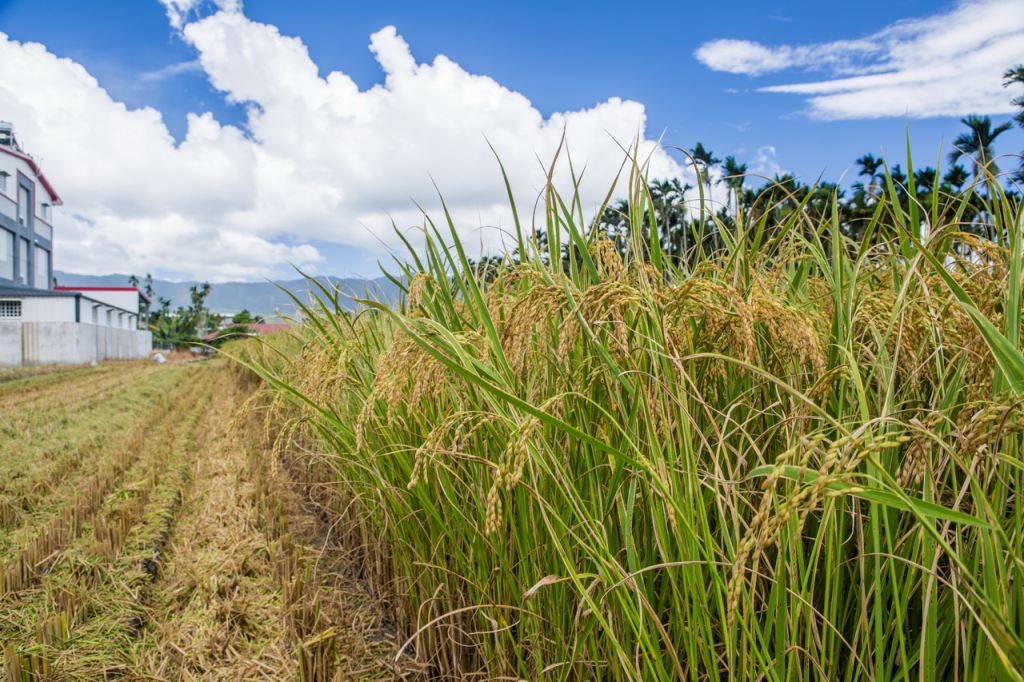 美國3年前向世界貿易組織（WTO）指控中國對小麥、稻米的補貼價格，對美國農民造成不公平競爭。世貿小組今天裁決美方獲勝。 圖 : 翻攝自efarmer.taitung.gov.org