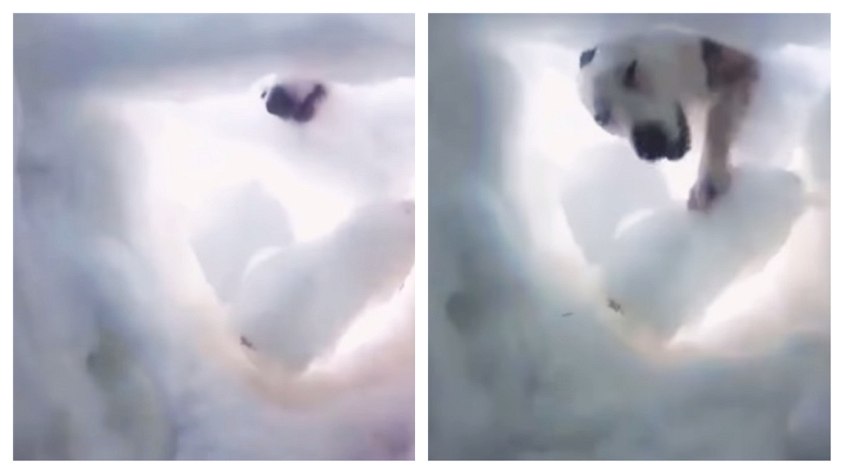 被埋雪地救難犬神救援 第一人稱視角見證超震撼