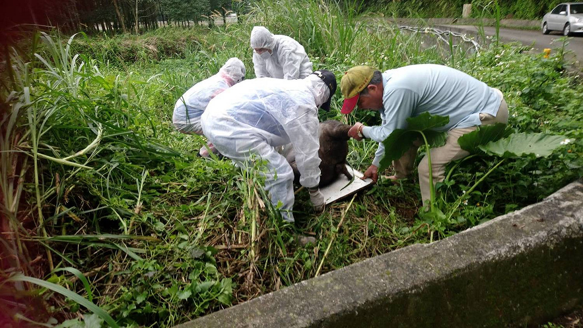 新北市府非洲豬瘟防疫人員緊急處理林口瑞樹坑溪的豬屍。  圖：新北市動保處提供