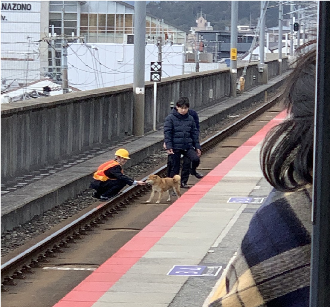 日本一隻柴犬誤闖到鐵軌，造成電車停駛誤點，不過網友全原諒了。 圖／翻攝自推特