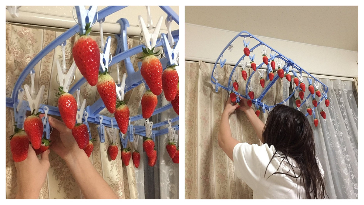 日本網友發揮創意自製草莓衣架，讓女友在家採草莓。 圖／翻攝自 rikujimasukuman 推特