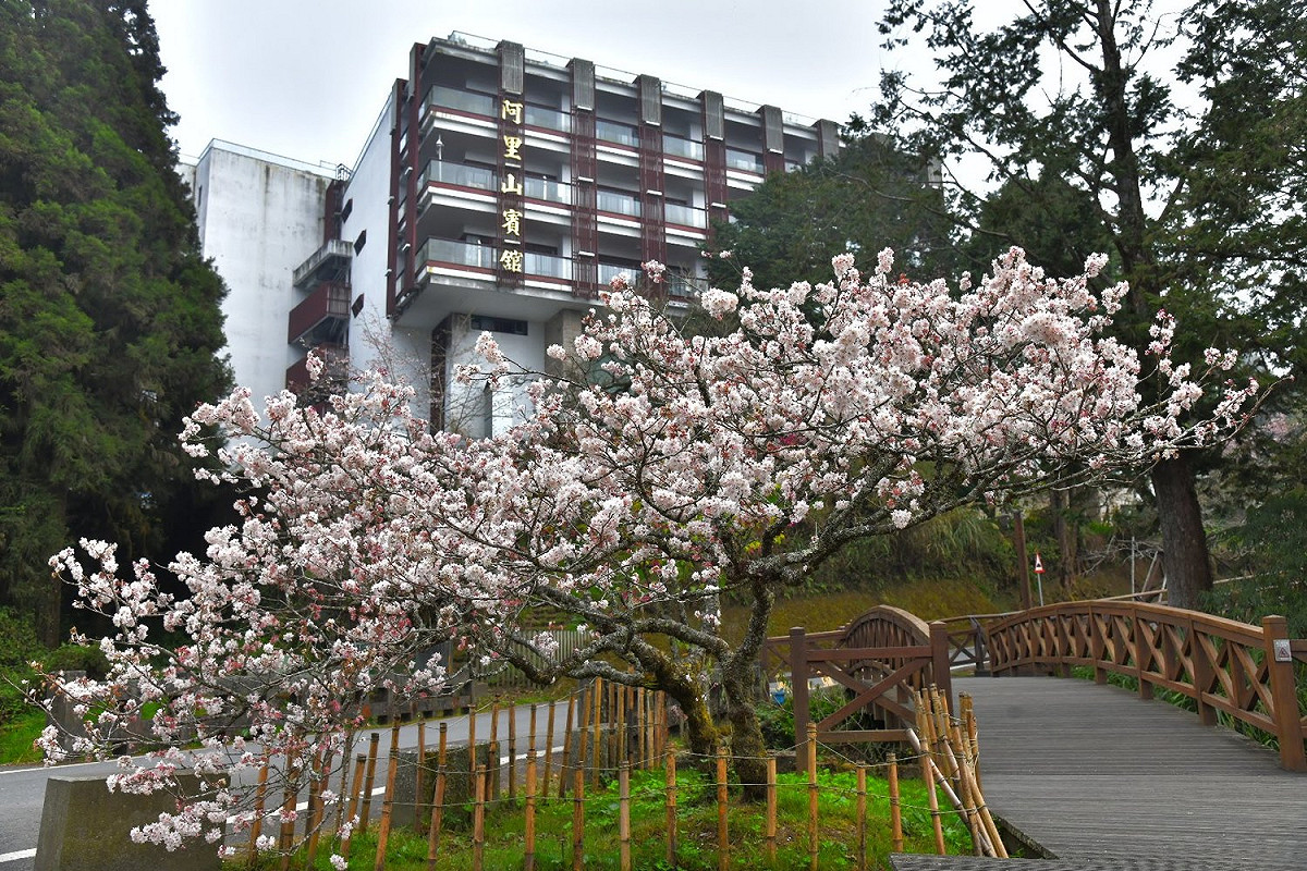 阿里山上櫻花即將達到滿開。 圖：林務局阿里山林業鐵路及文化資產管理處／提供