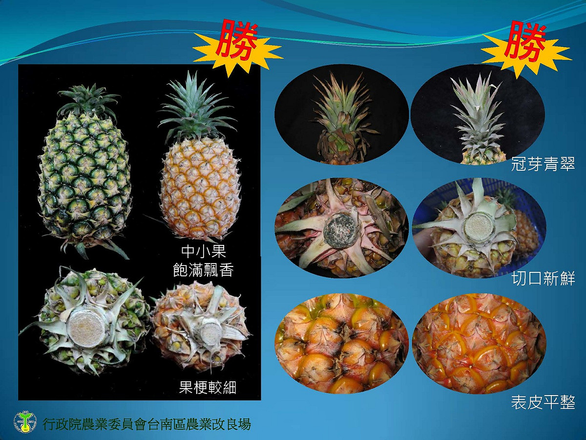 農委會提供選購鳳梨要點，從冠芽、切口、表皮至大小都可判斷。 圖：農委會台南區農業改良場／提供