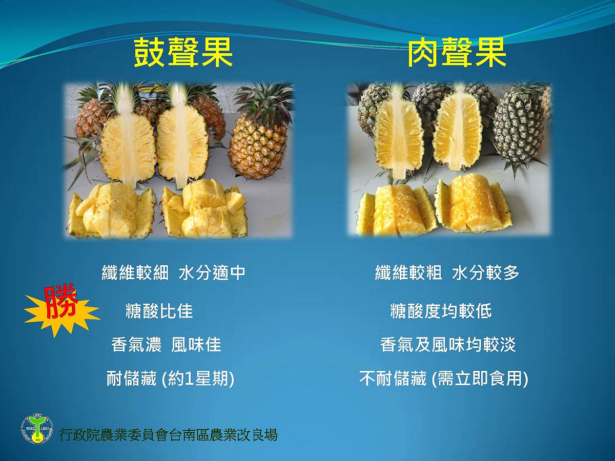 除了外觀外，輕彈鳳梨後所發出的聲音也是重點。 圖：農委會台南區農業改良場／提供