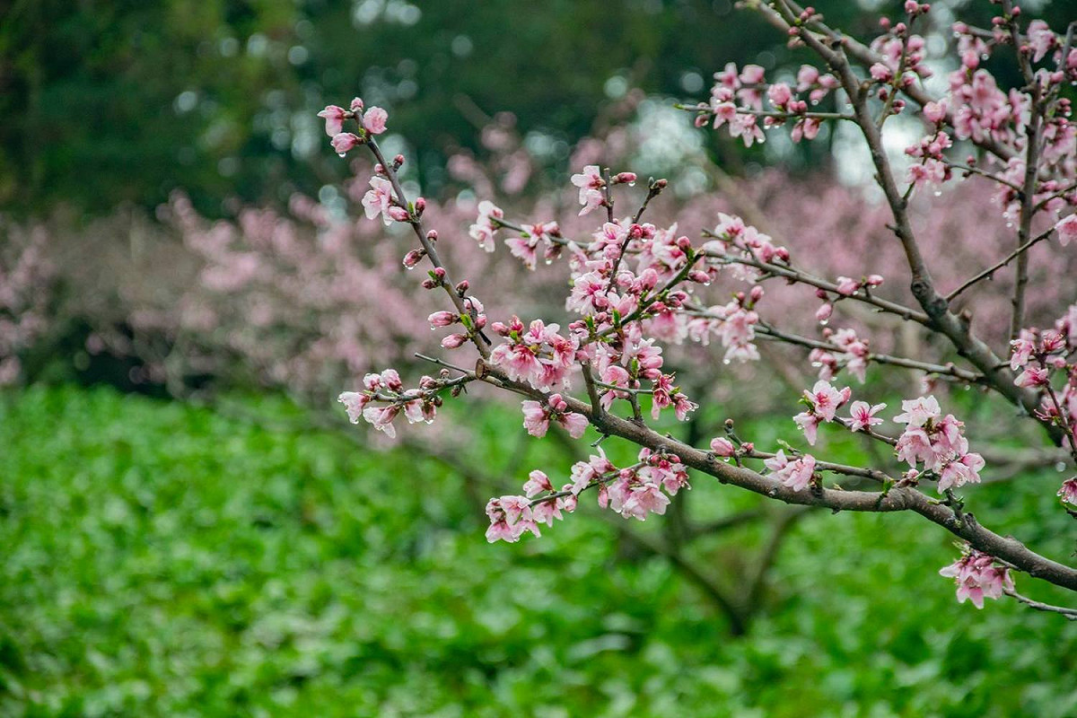 福壽山農場的桃花林， 圖：取自福壽山農場粉絲專頁