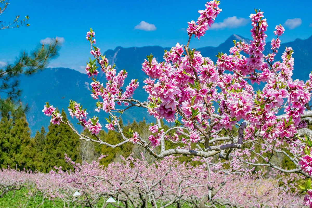 福壽山農場水蜜桃園內矮化的桃樹，開花時桃花就在身邊綻放一樣。 圖：取自福壽山農場粉絲專頁