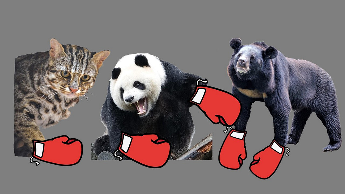 貓熊，台灣石虎、黑熊ＰＫ圖。 圖：新頭殼製作（資料照片）