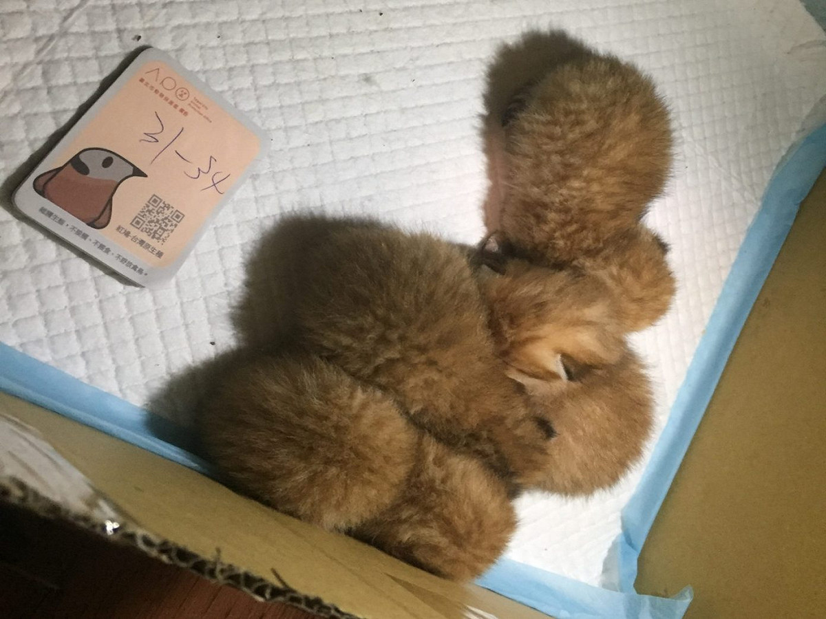 北市動保處對無照寵物店開罰。 圖／臺北市動物保護處