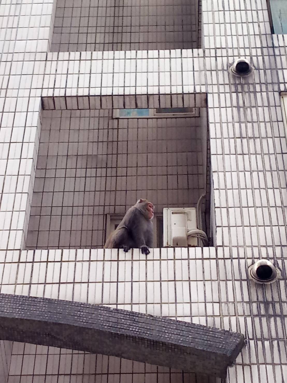誤闖入都市社區的台灣獼猴。 圖 : 基隆市政府/提供