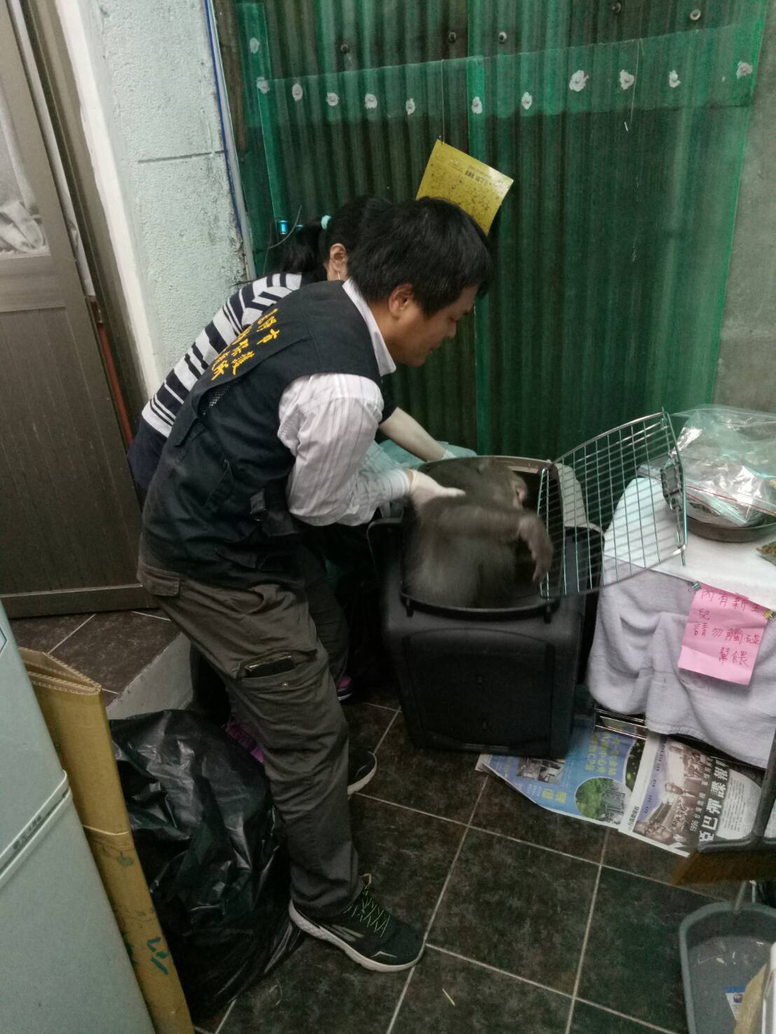 台灣獼猴將被獸醫帶回山林野放。 圖 : 基隆市政府/提供