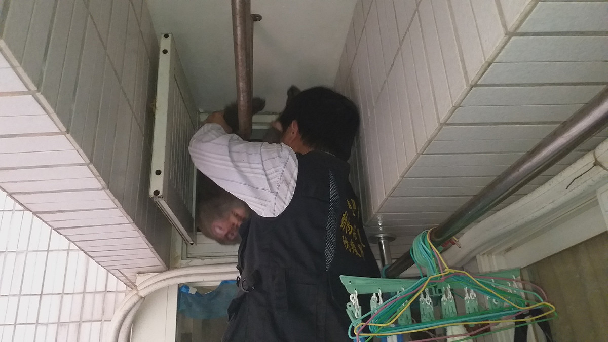 遭麻醉槍射擊過後的台灣獼猴。 圖 : 基隆市政府/提供