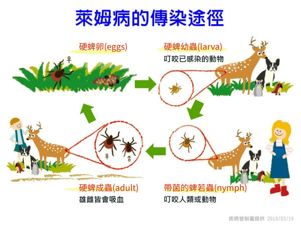 萊姆病是一種人畜共通傳染病，藉由被感染的蜱（俗稱壁蝨）叮咬而傳播。 圖：疾管署/提供