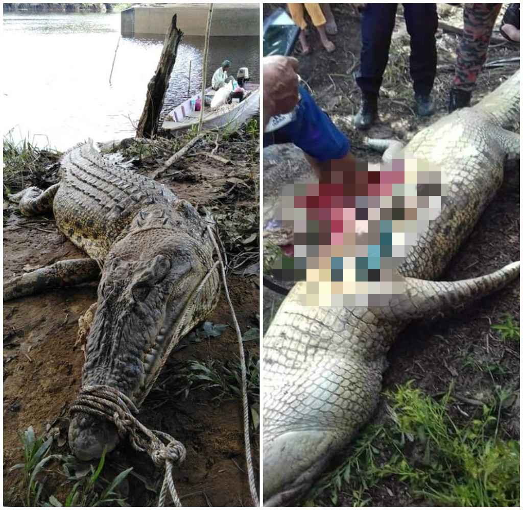 一名工人疑似被鱷魚活吞，村民將鱷魚剖腹後驚見人骨。 圖／翻攝自kartiavelino