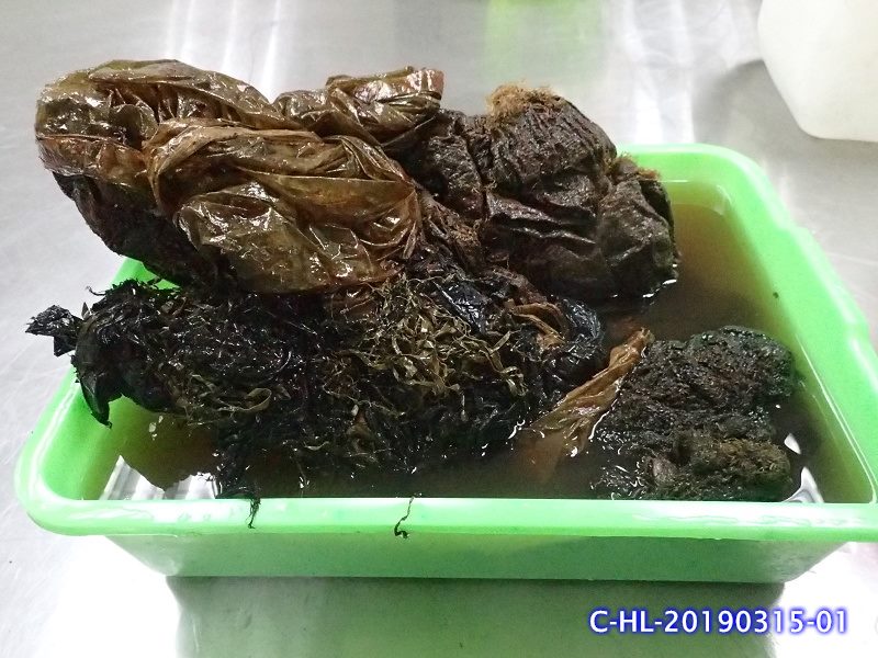 胃內的塑膠垃圾。 圖：海保署／提供