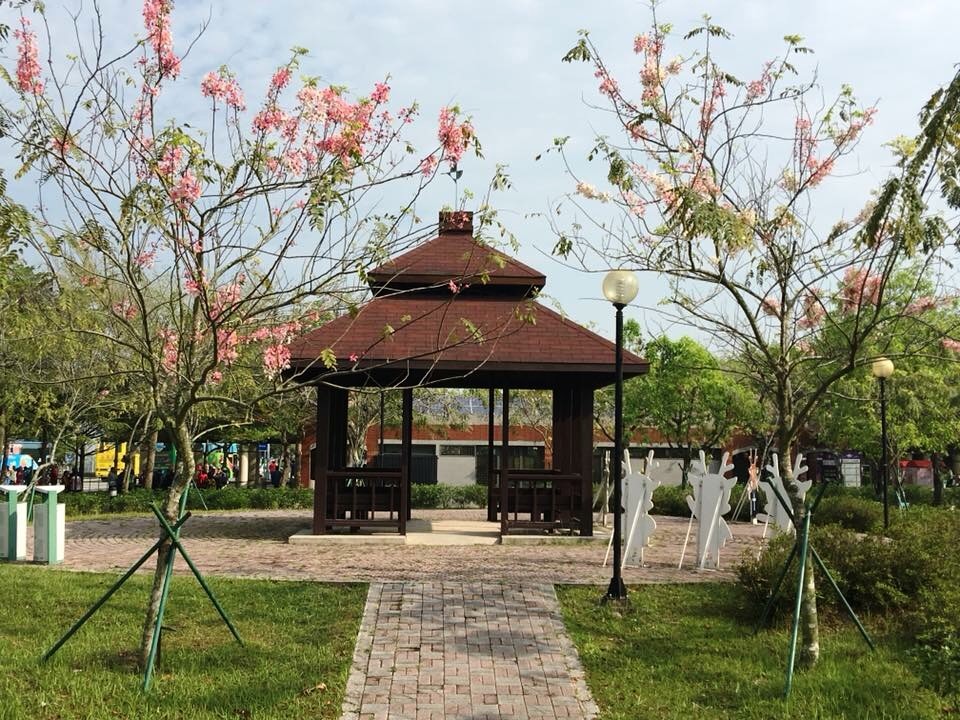 國道3號古坑服務區也可欣賞到花旗木粉紅浪漫。 圖：高速公路局／提供