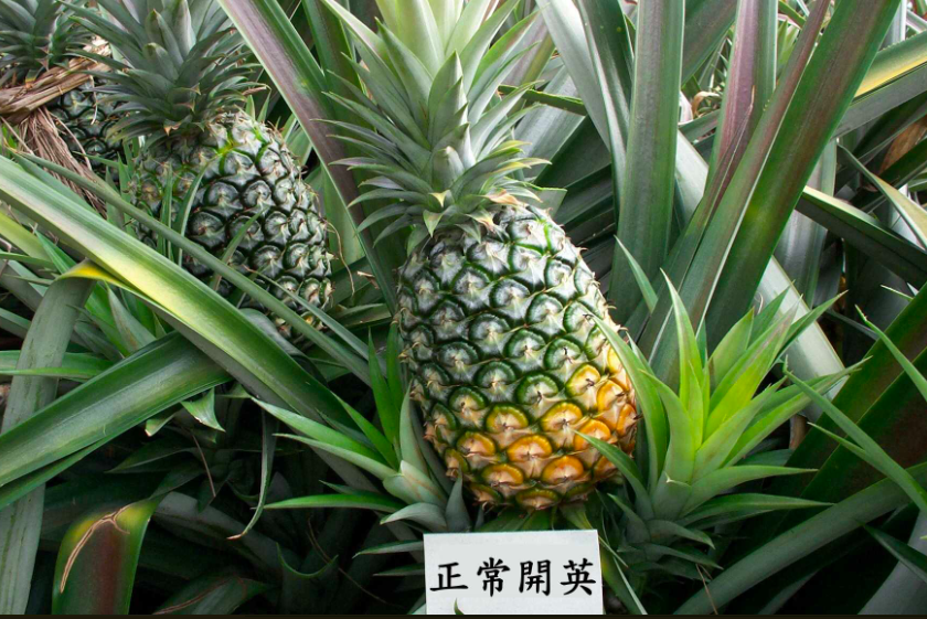 開英種大多拿來作為加工使用 圖：取自行政院農業委員會