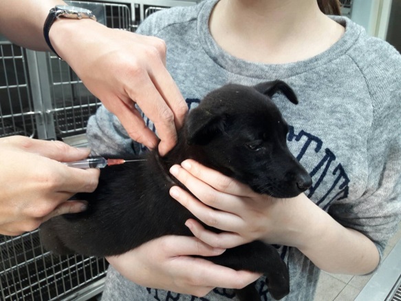 動物醫院和主人合力為犬隻施打狂犬病疫苗。 圖：新北市動保處／提供