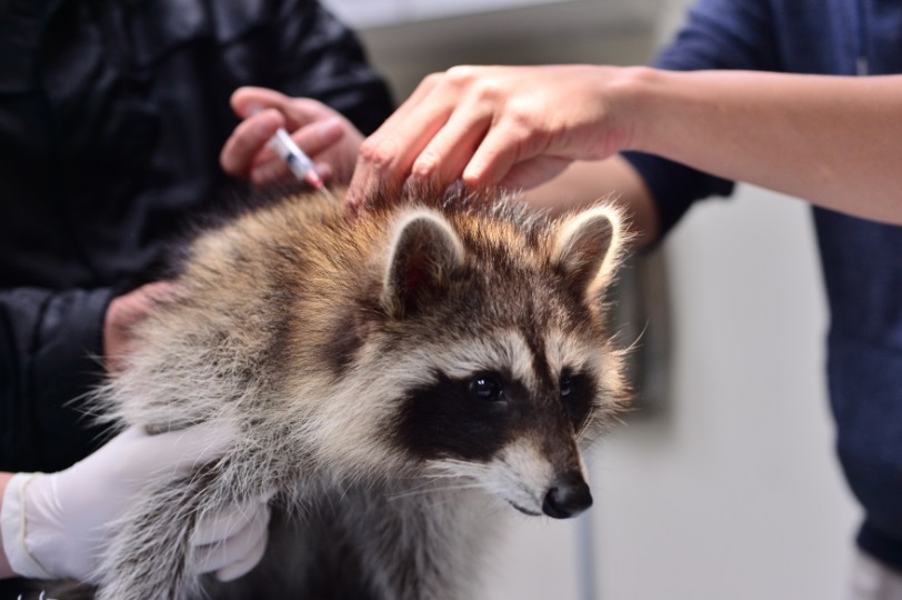 浣熊也須施打狂犬病疫苗，圖為防疫人員為動物園的浣熊施打狂犬病疫苗，民眾若有飼養浣熊施打疫苗也可享優惠。 圖：新北市動保處／提供