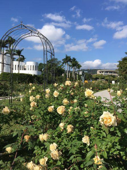 花博新生園區內的樹玫瑰、法國玫瑰、茶香玫瑰、英國玫瑰、豐花玫瑰等，已經陸續開花囉！ 圖：取自 工務話台北 臉書粉絲專頁
