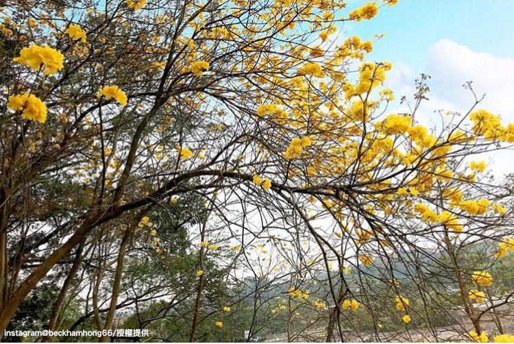 竹崎親水公園內，點點黃花盛開的景色，非常迷人！ 圖：翻攝自instagram beckhamhong66 /開放權限