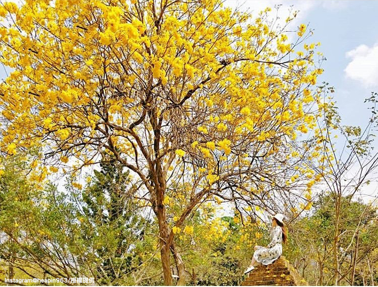 嘉義縣竹崎親水公園內的黃花風鈴木已經盛開囉！（地址：嘉義縣竹崎鄉中正路96號） 圖：翻攝自instagram heapin963 /開放權限