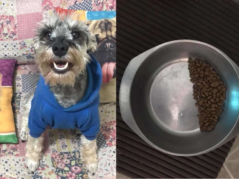 受虐狗狗走不出陰影，吃飯只敢吃一半。 圖／Joice Lamas
