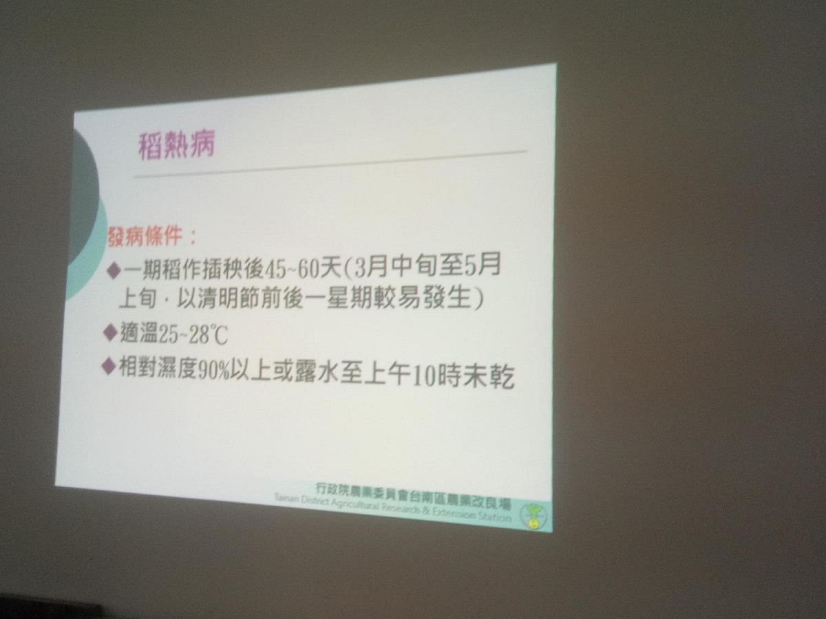「稻瘟」影響好發溫度為攝氏25至28度。 圖：《串樓》網站提供