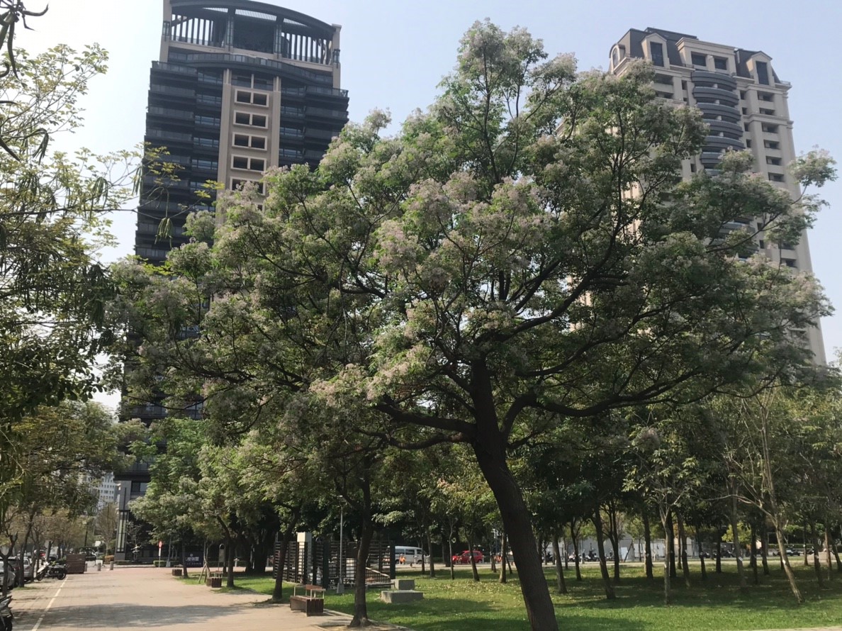 台中西大墩公園可見苦楝樹蹤影。 圖：台中市政府／提供