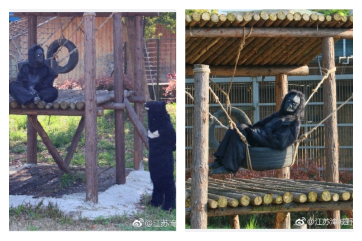 中國大陸江蘇省常州市一家動物園中，日前安排了 2 名工作人員穿上猩猩道具服裝，假冒猩猩坐在圍籠中，許多遊客看到後十分狐疑，再細看後驚覺竟然是人類假扮，氣得痛罵。 圖／翻攝自微博