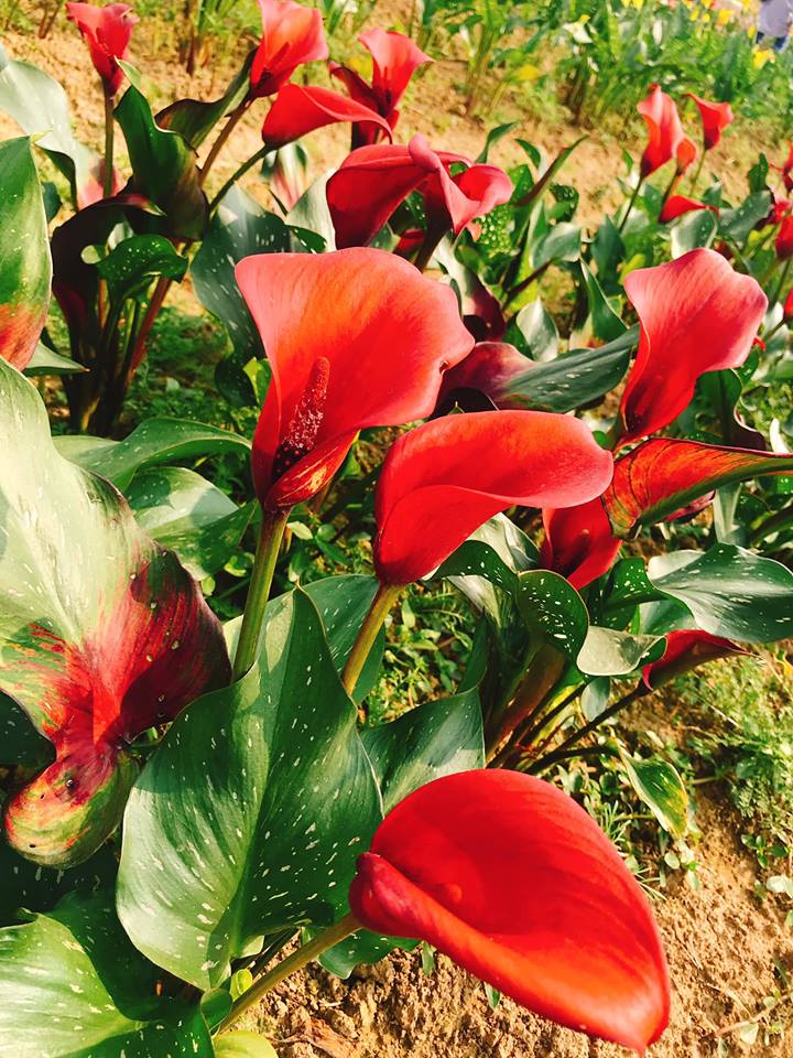 紅色海芋花語為「我喜歡你」。 圖：取自桃園彩色海芋季官方粉絲團