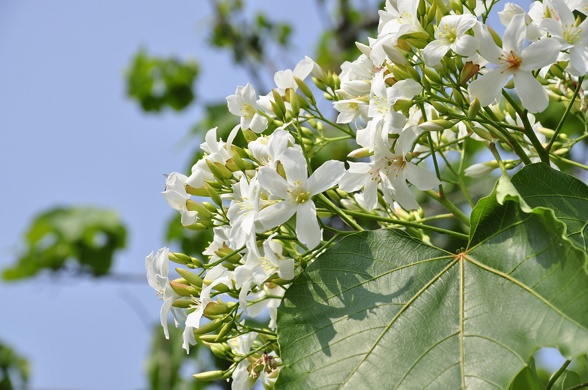 牛耳藝術渡假村的桐花已經開了。 圖：蕭沛涵／攝