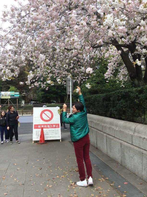 東京千鳥淵花吹雪或上野公園櫻花盛開，但處處都有非攀花不可的陸客(2)。 圖：劉黎兒／攝