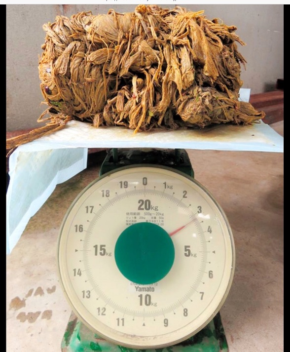 奈良鹿肚內有3公斤甚至4公斤的塑膠袋，從陸客暴增後就有的問題，導致鹿的死亡。 圖：截自朝日電視網站