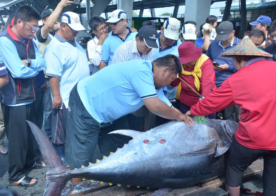 東港區漁會17日上午進行驗魚確認是否為「第一鮪」。 圖：屏東縣政府／提供