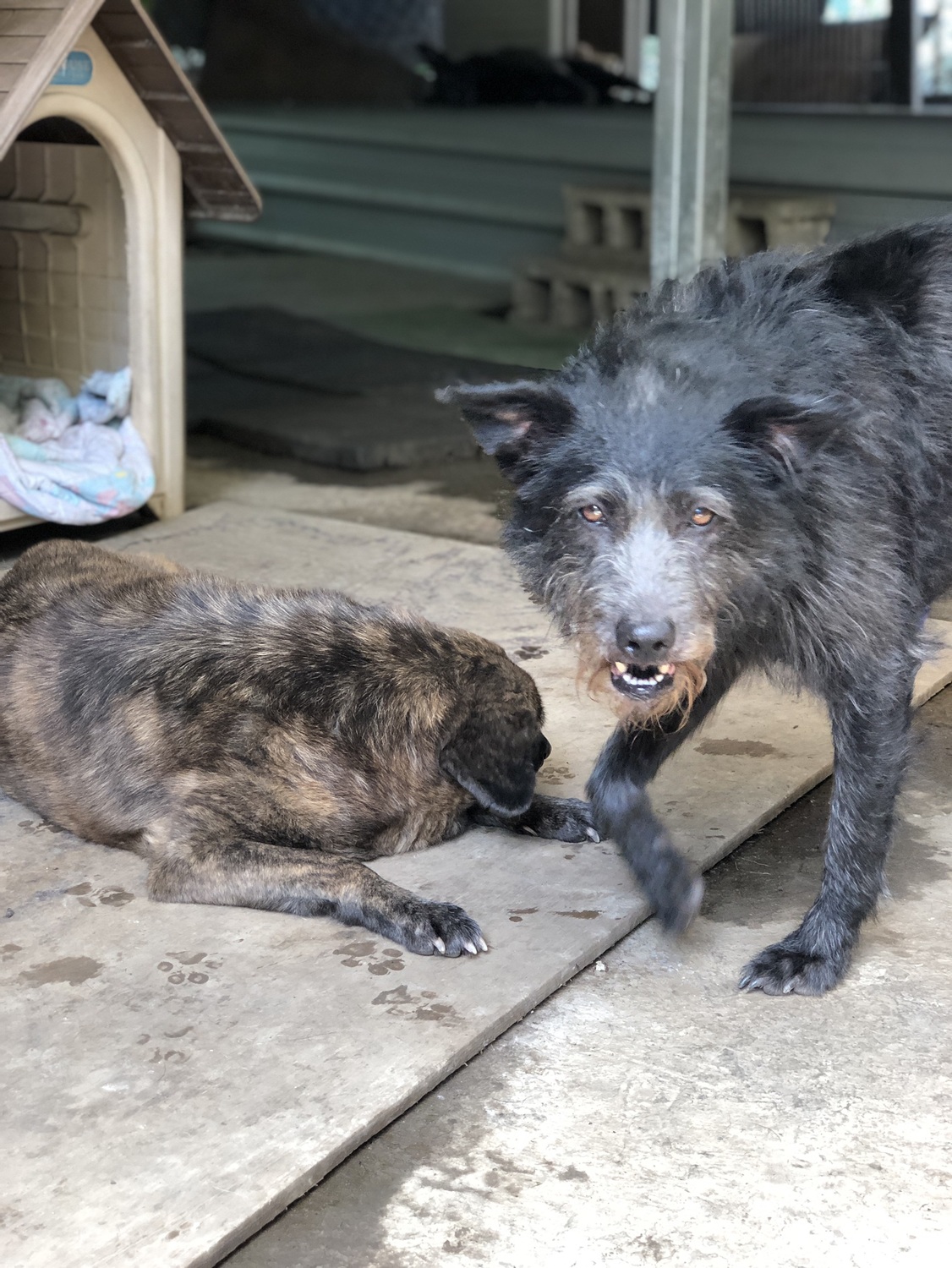 卓媽媽之家成為台灣第一座百分之百綠能流浪犬中心。 圖：台灣再生能源推動聯盟/提供