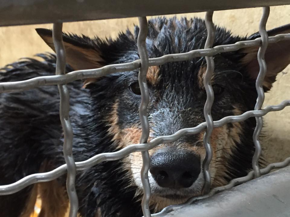 近期許多犬貓因路上的因獸鋏而受傷，新北市動保處今（20）日與動保團體及當地民眾聯合組成巡查隊，共同巡查周邊地區以強化動物保護網。 圖：擷取自「動保正義 全民發聲」臉書